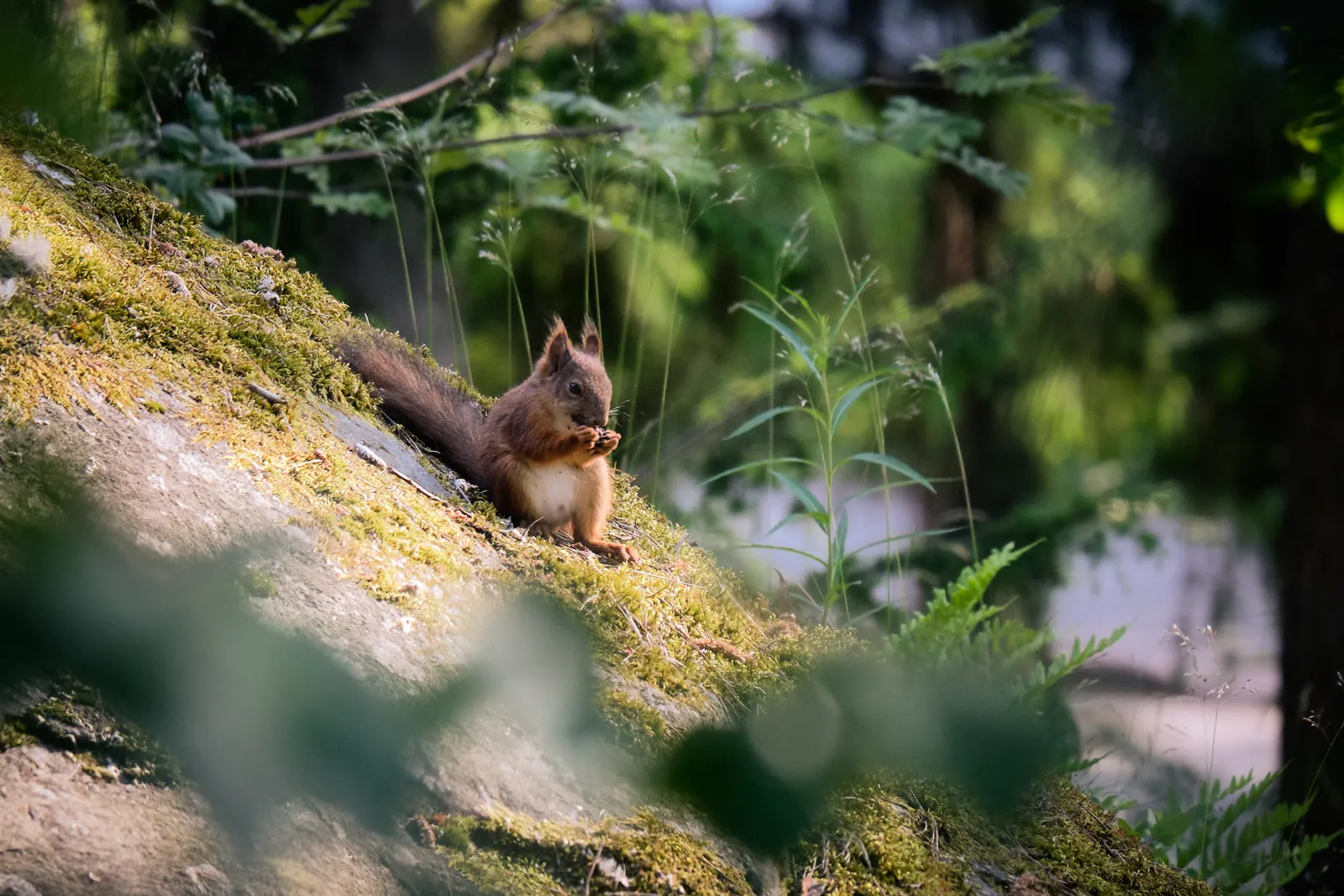 Orava istuu syömässä kalliolla aurinkoisena päivänä